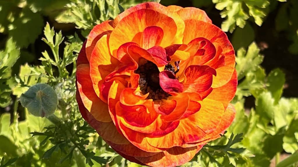 Yellow and orange Ranunculus Flower at the flower fields carlsbad ca