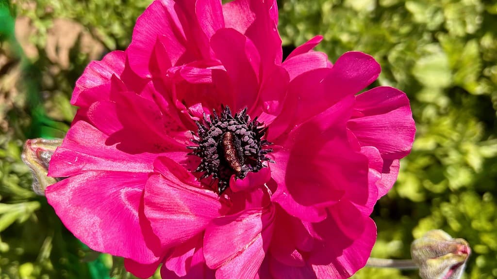 Pink Ranunculus Flower at the flower fields carlsbad