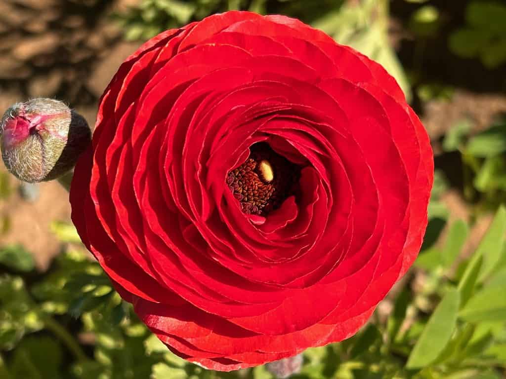 Red Ranunculus Flower at the flower fields carlsbad ca