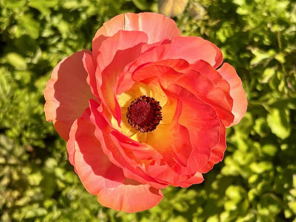 Peach Ranunculus Flower at the flower fields carlsbad ca