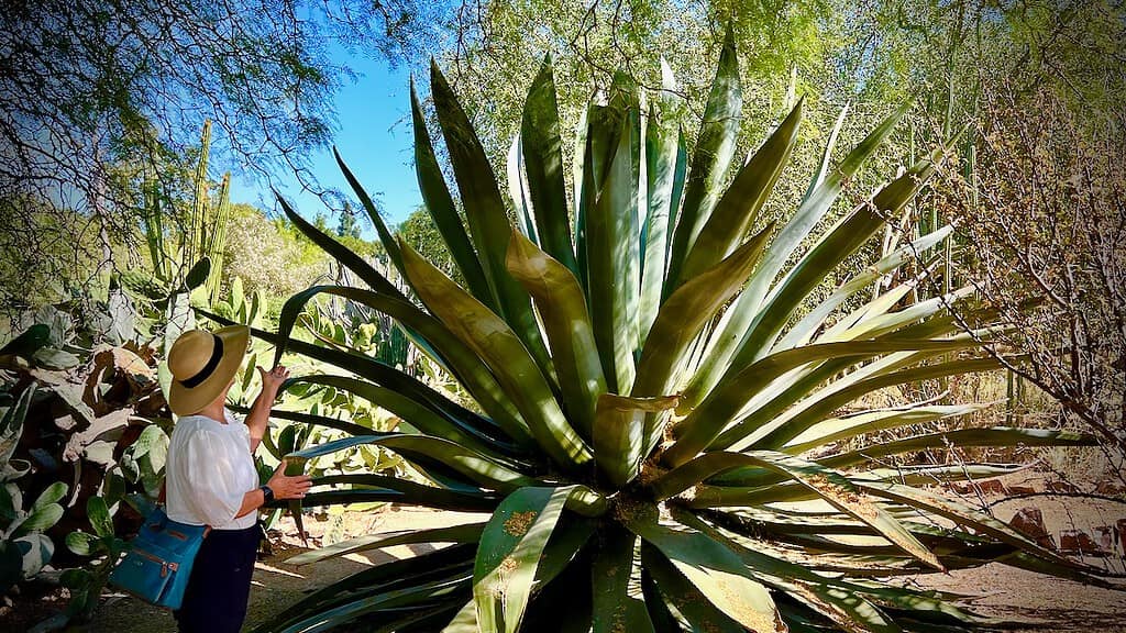 Fullerton Arboretum Desert Garden