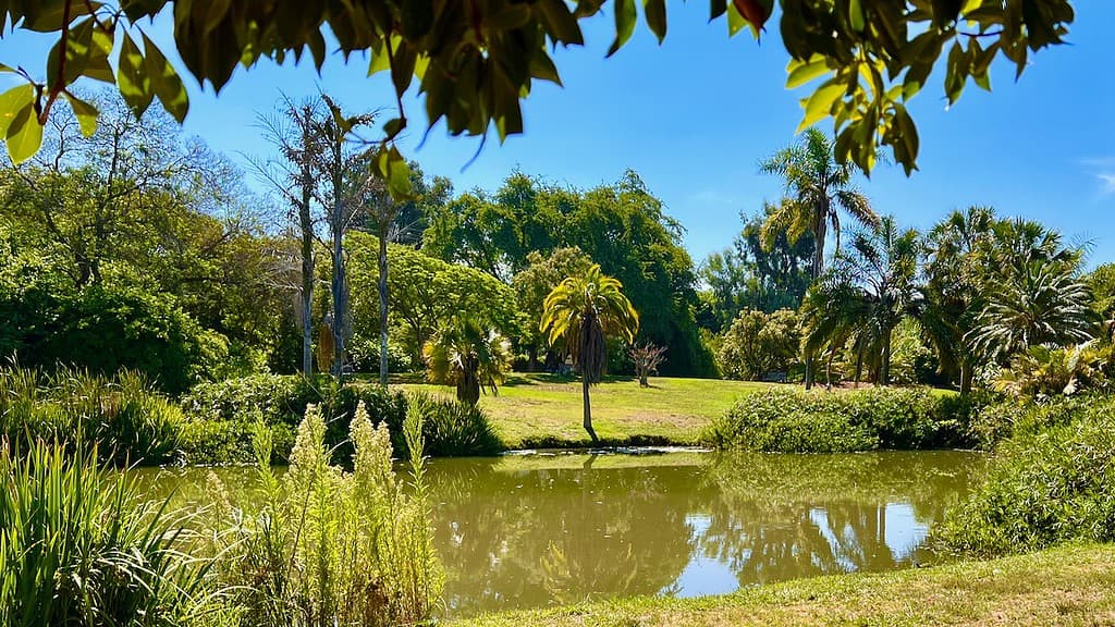 Fullerton Arboretum Grassy Lawn and Pond