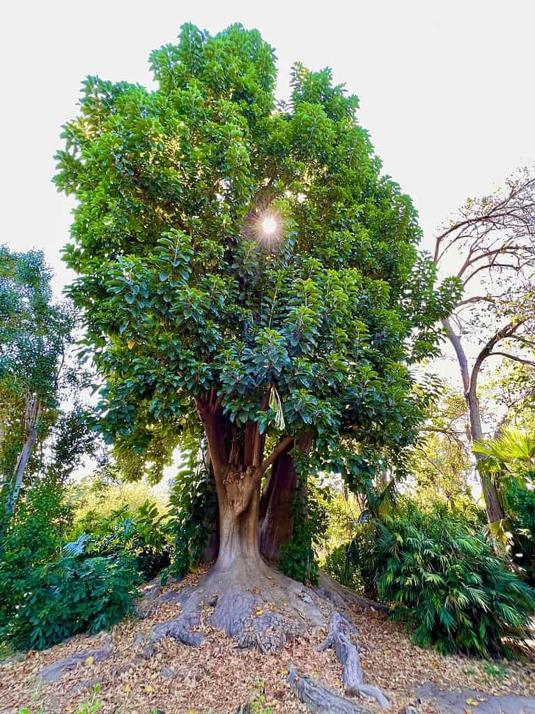 Fullerton Arboretum Ombu Tree