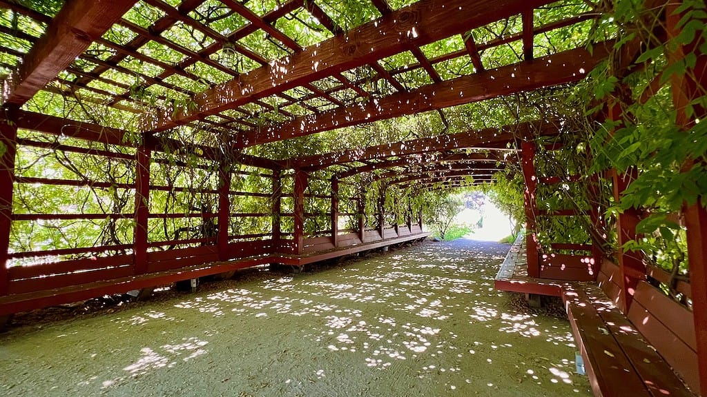 Fullerton Arboretum Pergola