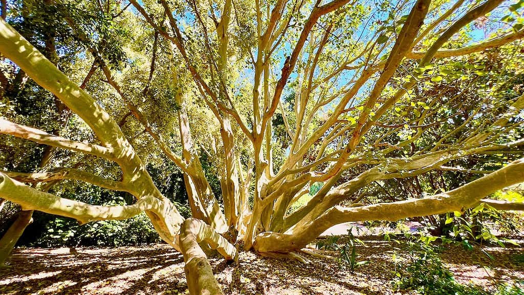 Fullerton Arboretum Rock Fig Tree