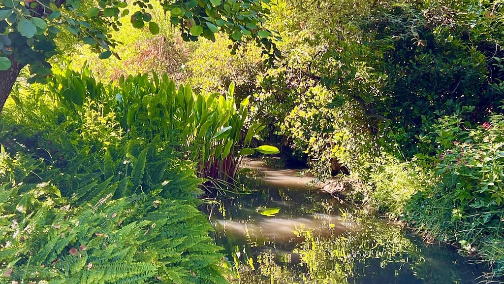 Fullerton Arboretum a Place for Trees