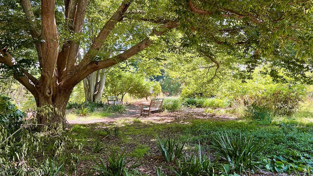 Fullerton Arboretum Bench Under Tree