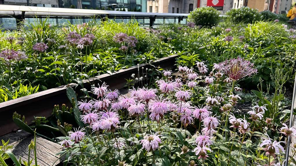 High Line Flowers Along the Rails, New York City