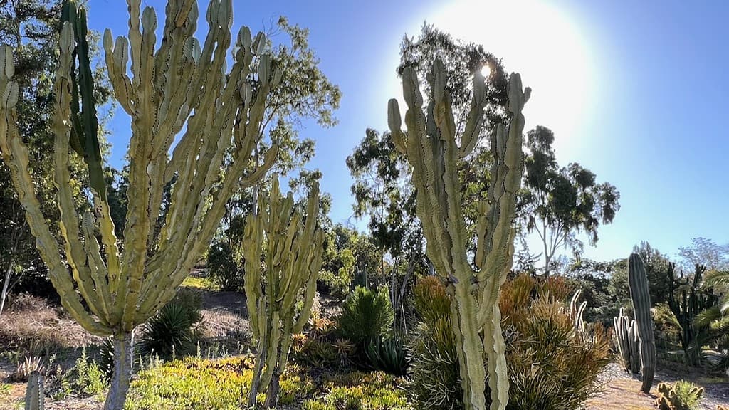 Alta Vista Botanical Gardens Cactus Garden