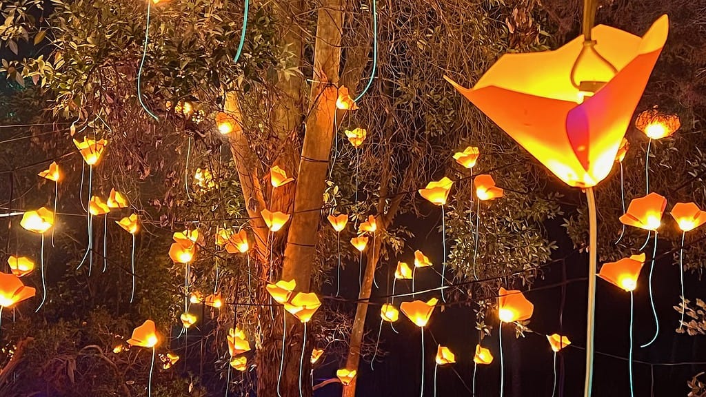 San Diego Botanic Garden Lightscape Floraison Artist Pitaya