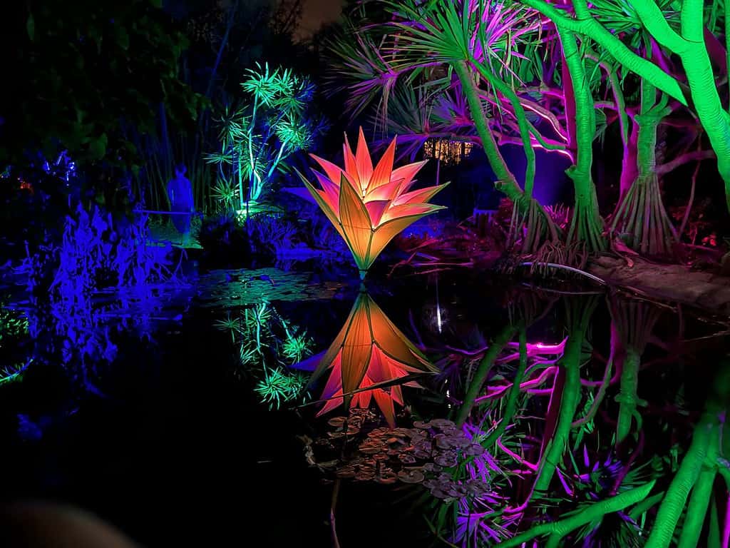 San Diego Botanic Garden Lightscape Super Lily Artist Jigantics