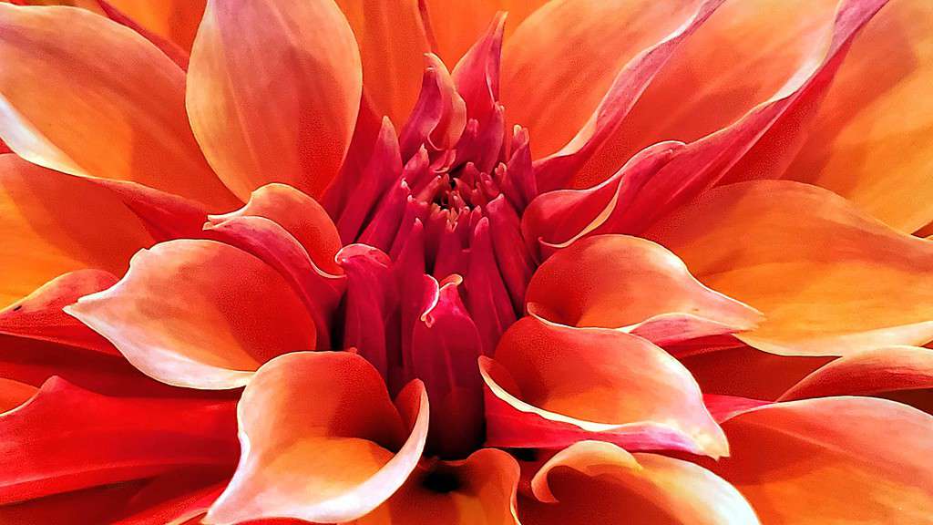 Close up of a Dalia Flower.