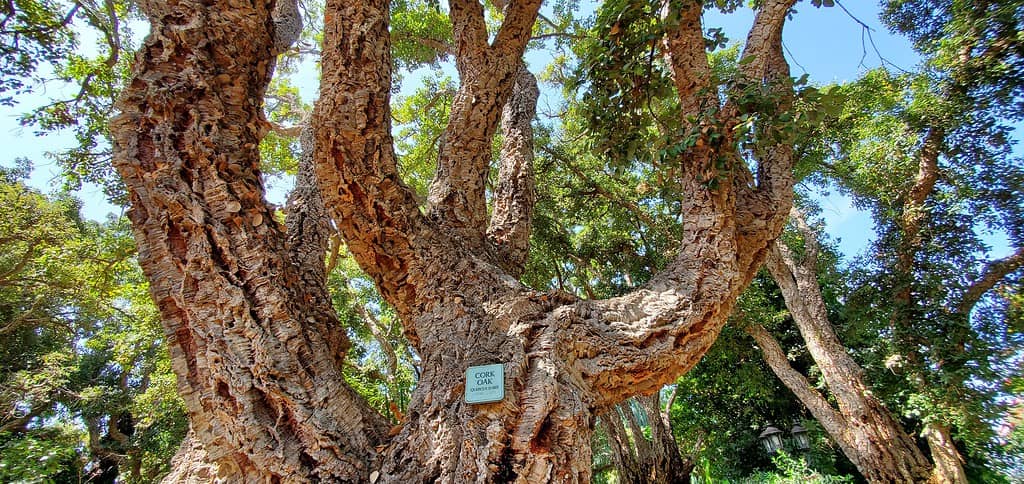 San Diego Botanic Garden Cork Trees