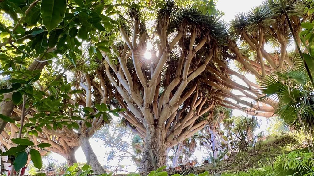 San Diego Botanic Garden Dragon Tree