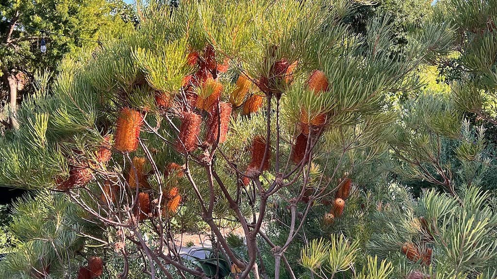 San Diego Botanic Garden Hairpin Banksia South Africa