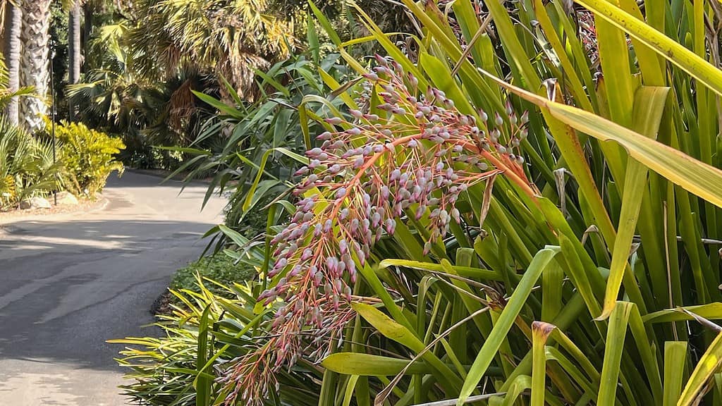 San Diego Botanic Garden Portea Bromeliad South America