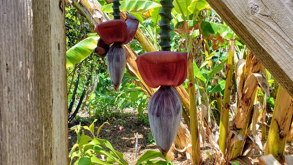 San Diego Botanic Garden Subtropical Fruit Banana Hearts